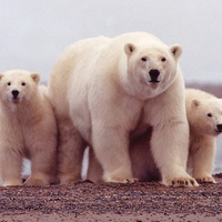 Polar bear female with young sons * For Nannouk (Tony)