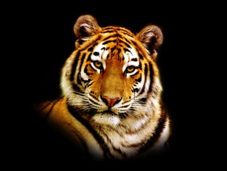 Tiger head - head, black, animal, face, tiger, cat, wildlife