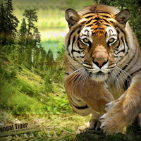 Tiger in jungle