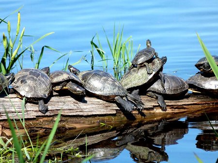 RUSH HOUR PILE - turtles, water, pond, log