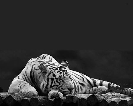 White Tiger - white, wild, animal, wallpaper, tiger