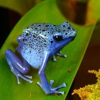 Dart Frog