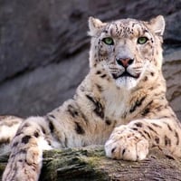 snow leopard