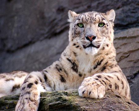 snow leopard - leopard, animal, wallpaper, big cat, snow