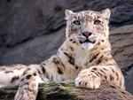 snow leopard