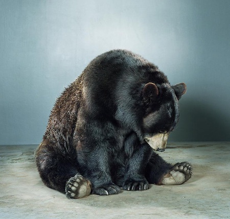 what now? - bear, sitting, nature, animals