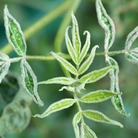 Green Leaves