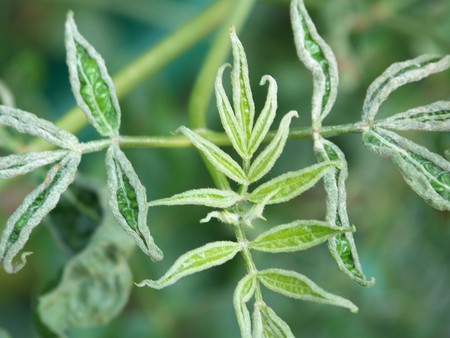 Green Leaves - plants, leaf, green, leaves