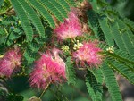 Pink Mimosa Flowers