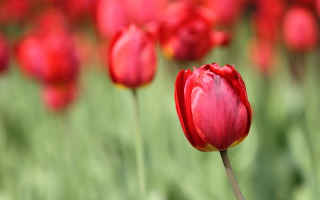 Red Tulip - flowers, tulips, nature, beautiful, red, field