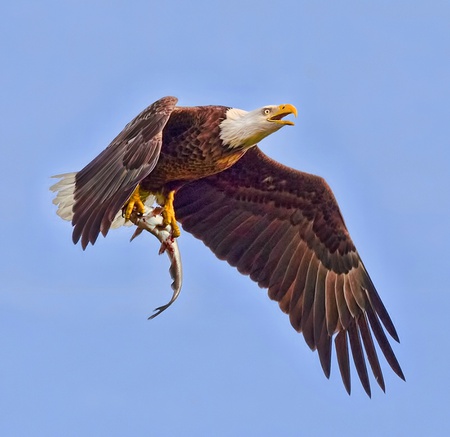 FISH FOR DINNER DEAR - bird, dinner, eagle, bald, fish