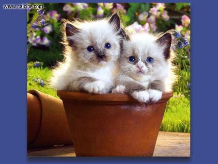 PLANTED SEEDS BUT LOOK 2 KITTIES - pot, cute, in, adorable, kitties