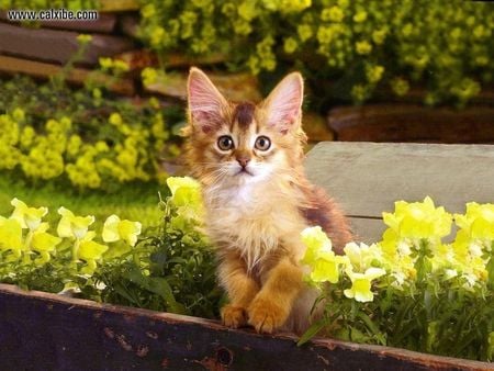 KITTIN STTING AMONGST DAFFODILLS - sitting, adorable, just, kitty, cute