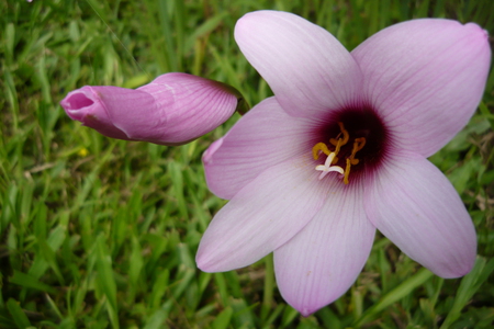 Lilie - nature, wonderful, flower, beautiful