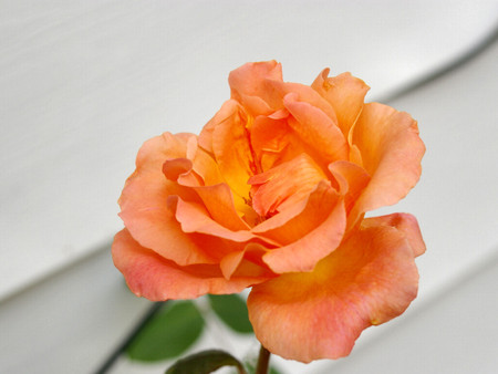 Coral Rose - coral, floral, photography, photo, rose, flower