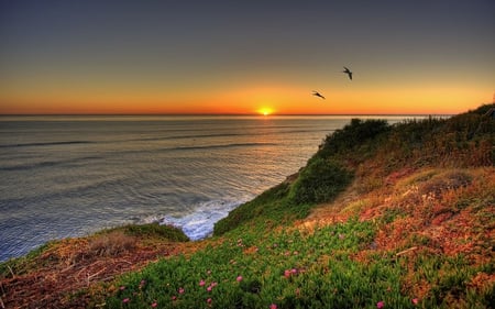 Sunset - birds, summer, splendor, landscape, grass, reflection, flowers, view, sky, sun, clouds, beautiful, sea, beauty, colors, lovely, ocean, colorful, nature, sunset, green, waves, peaceful