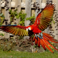 WINGSPAN MACAW for STEFANIE(ninedez)