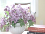 lilacs