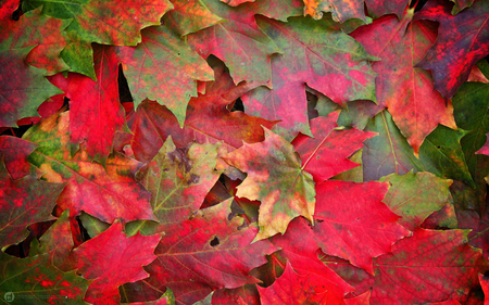 remember autumn - red, fall, beauty, photography, leaves, nature, autumn