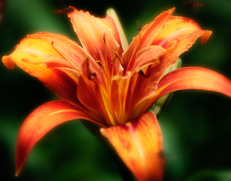 Orange - flowers, nature, beautiful, green, orange