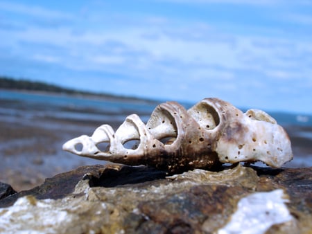 shell on the shore - abstract, seashell, water, beach, photography, wet, beauty, ocean, sand, shell, nature