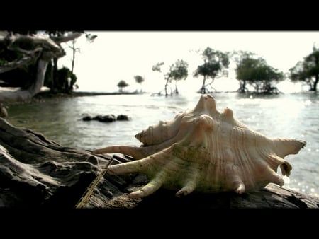 Mangrove In Neil Island - trees, seashell, beach, photography, island, beauty, photo, palm, shell, tropical