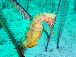 seahorse