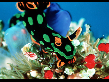 tropical fish - beauty, ocean, photography, colorful, water, wet, tropical, black, underwater, nature, fish, green, colors, sea, dive, nat geo