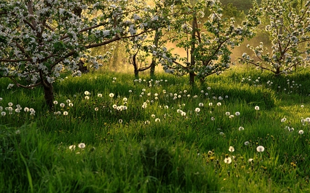 SPRING BLOSSOMS - flowers, trees, spring, grass, field