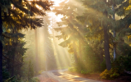 LIGHTED FOREST ROAD - sunrays, forest, road, pines