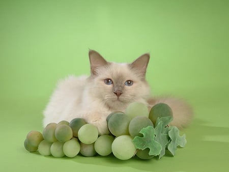 Kitten and grapes - animal, grape, fruit, kitten, cat, sweet, feline