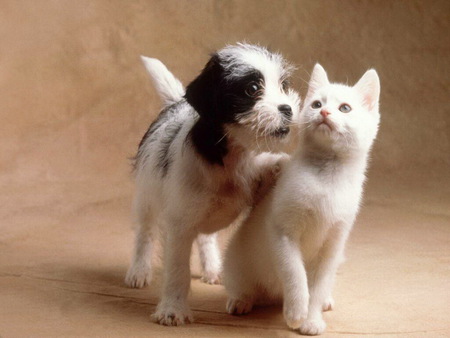 Sweet friends - dog, friend, love, sweet, cat, pet, animal, kitten, feline, puppy