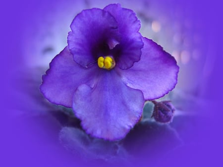 Purple Iris fom Top - nature, purple, abstract, soft, petals, top, iris, flower