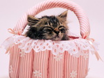 Kitten in basket