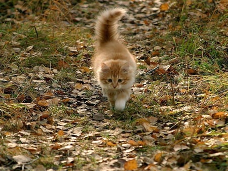 The cat walks