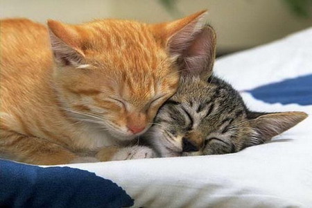 Cats - sleep, kitten, feline, sweet, cat