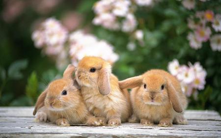 Cute bunnies - bunny, white, three, rabbit, brown, rodent, bunnies, floppy ears, cute, flower