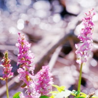 Spring Flowers