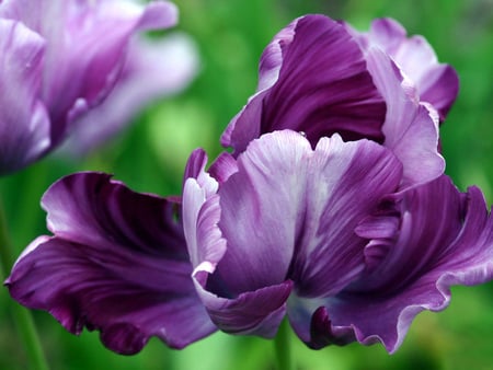 Pretty flowers - nature, purple, still life, flower