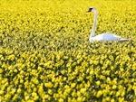 Sea of blooms