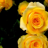 YELLOW ROSE for ANNE(YellowForever)