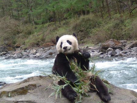 panda - river, nature, panda, china, bamboo