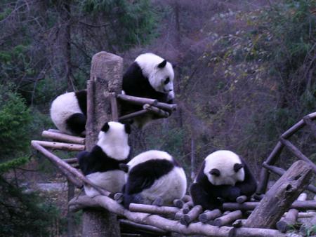 panda - nature, panda, china, group