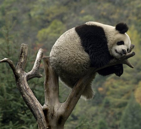 panda - panda, china, sleeping, nature