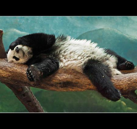 panda - nature, panda, china, funny