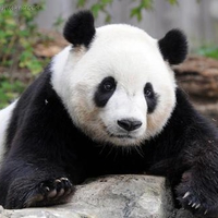 panda