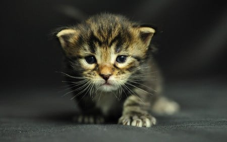 Tiger - kitten, cute, cats, ferocious, animals