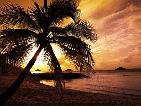 Sunset Beach - beach, palm tree, gorgeous, sunset