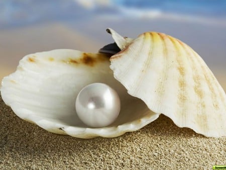 Pearl in Shell - beach, shell, clam, pearl