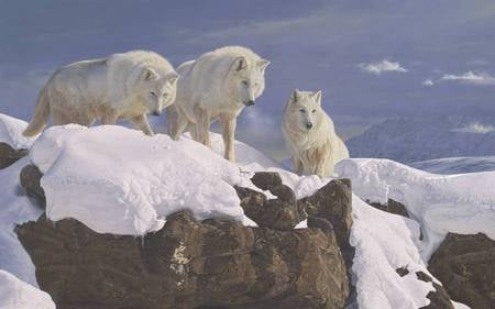 Arctic alliance - 3 wolves, white, rock, snow, sky